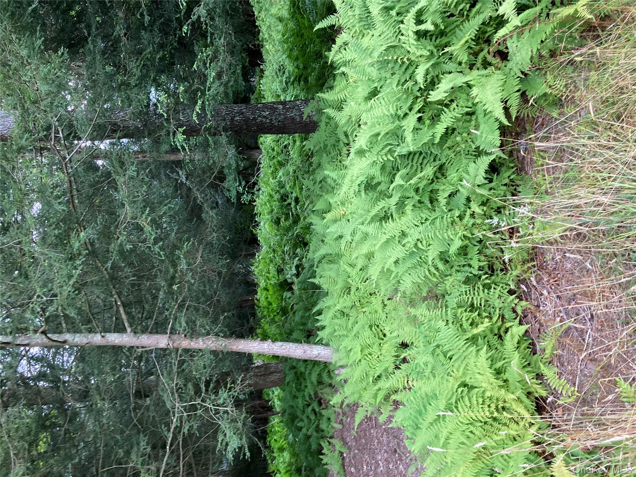 Jaketown Road Monticello, NY 12701 - Photo 4 of 6 View of undeveloped land