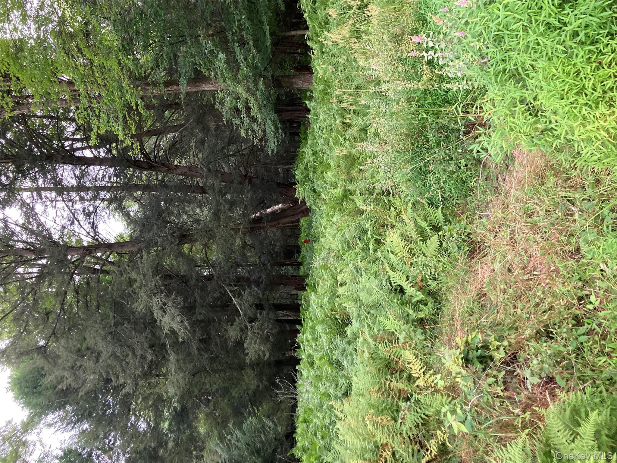 Jaketown Road Monticello, NY 12701 - Photo 5 of 6 View of wooded area