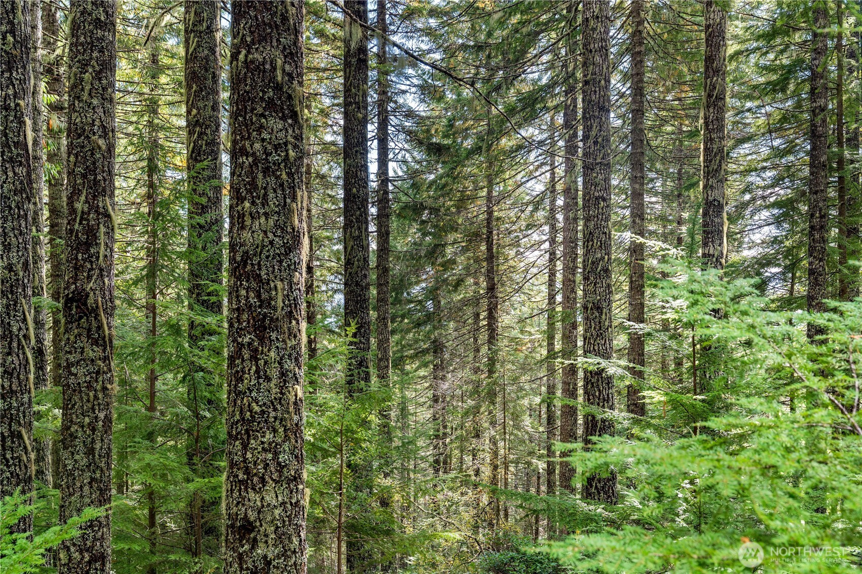 1350 North Hilltop Loop Road Hoodsport, WA 98548 - Photo 12 of 29 a view of a lush green forest