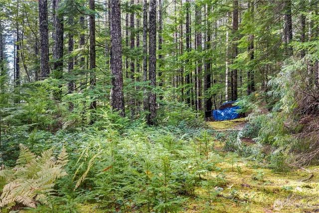 a close up of a plant in a garden