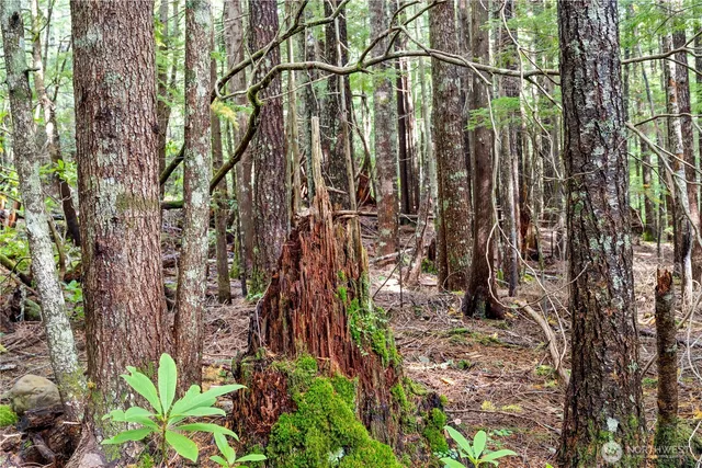 a view of a plants with pathway