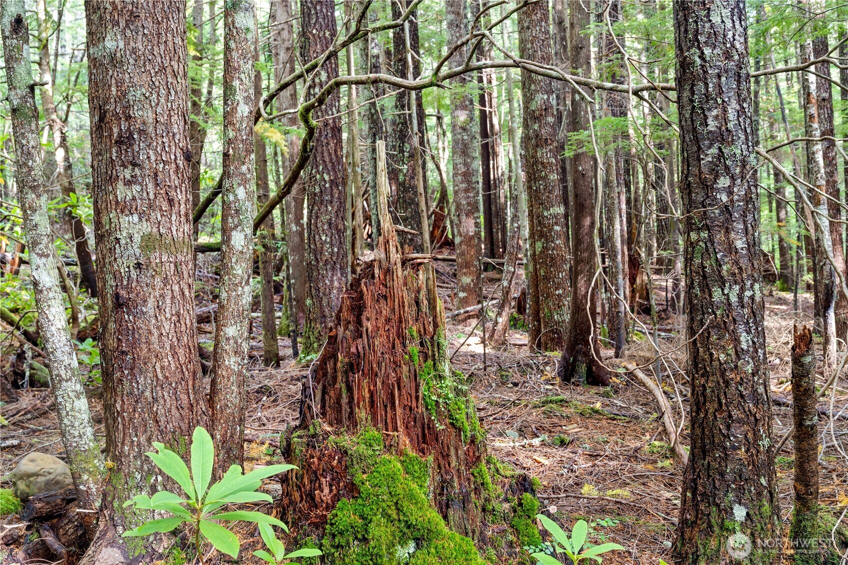 1350 North Hilltop Loop Road Hoodsport, WA 98548 - Photo 15 of 29 a backyard of a house with lots of green space