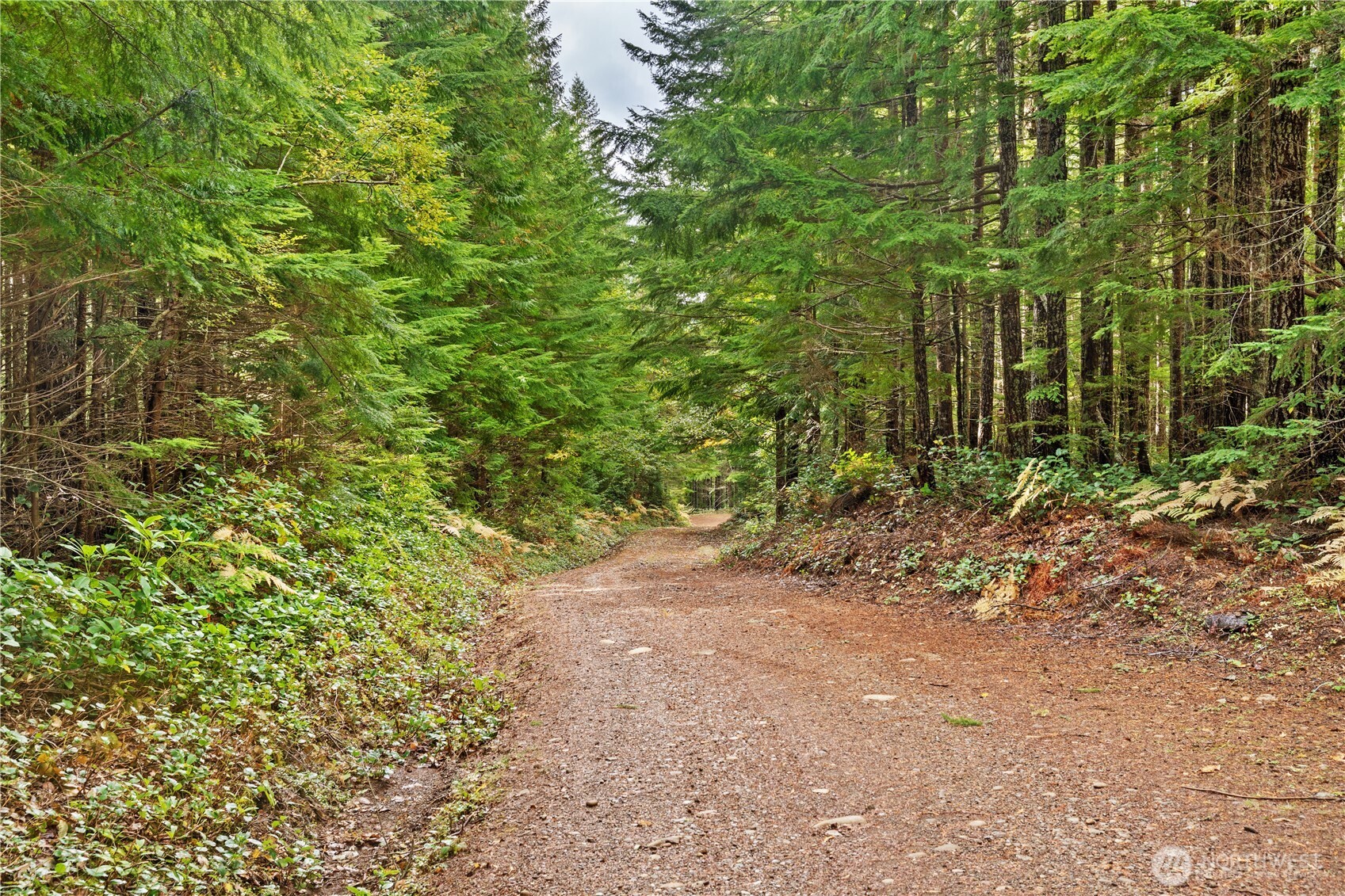 1350 North Hilltop Loop Road Hoodsport, WA 98548 - Photo 16 of 29 a view of a plants with pathway