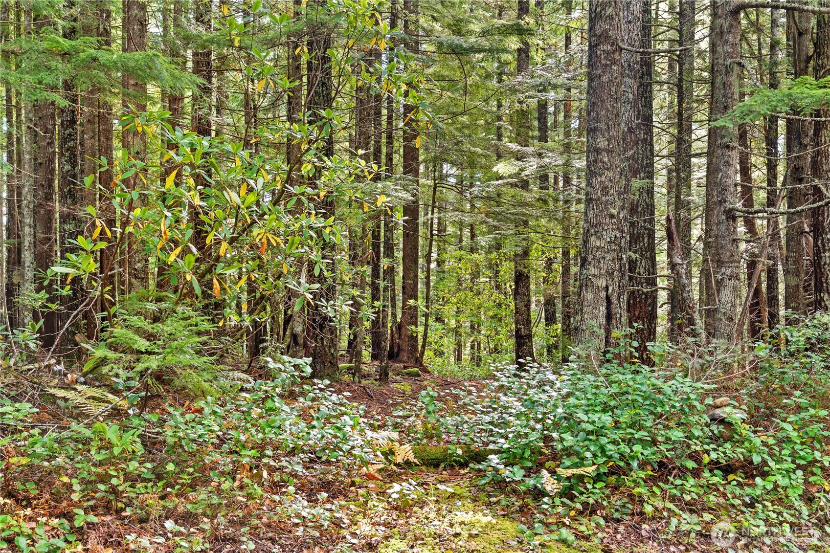 1350 North Hilltop Loop Road Hoodsport, WA 98548 - Photo 17 of 29 a view of outdoor space and garden