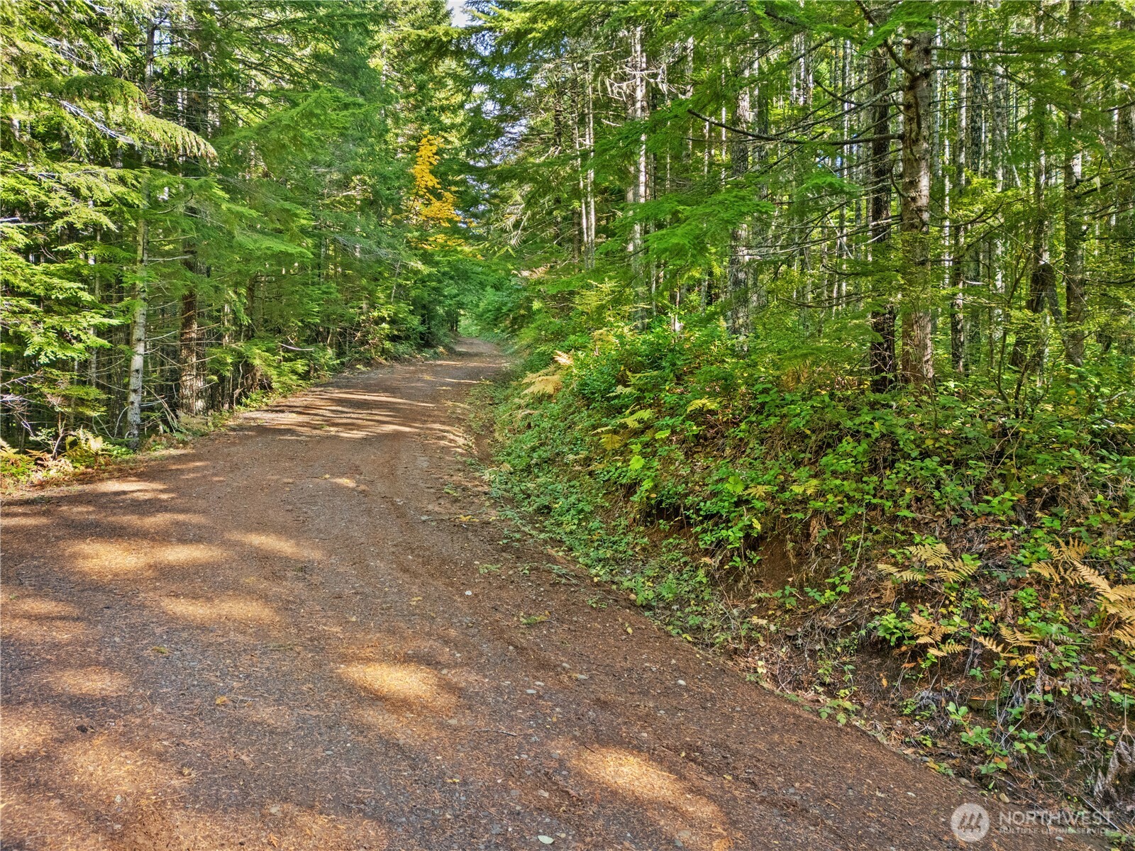 1350 North Hilltop Loop Road Hoodsport, WA 98548 - Photo 19 of 29 a view of a yard with plants and large trees