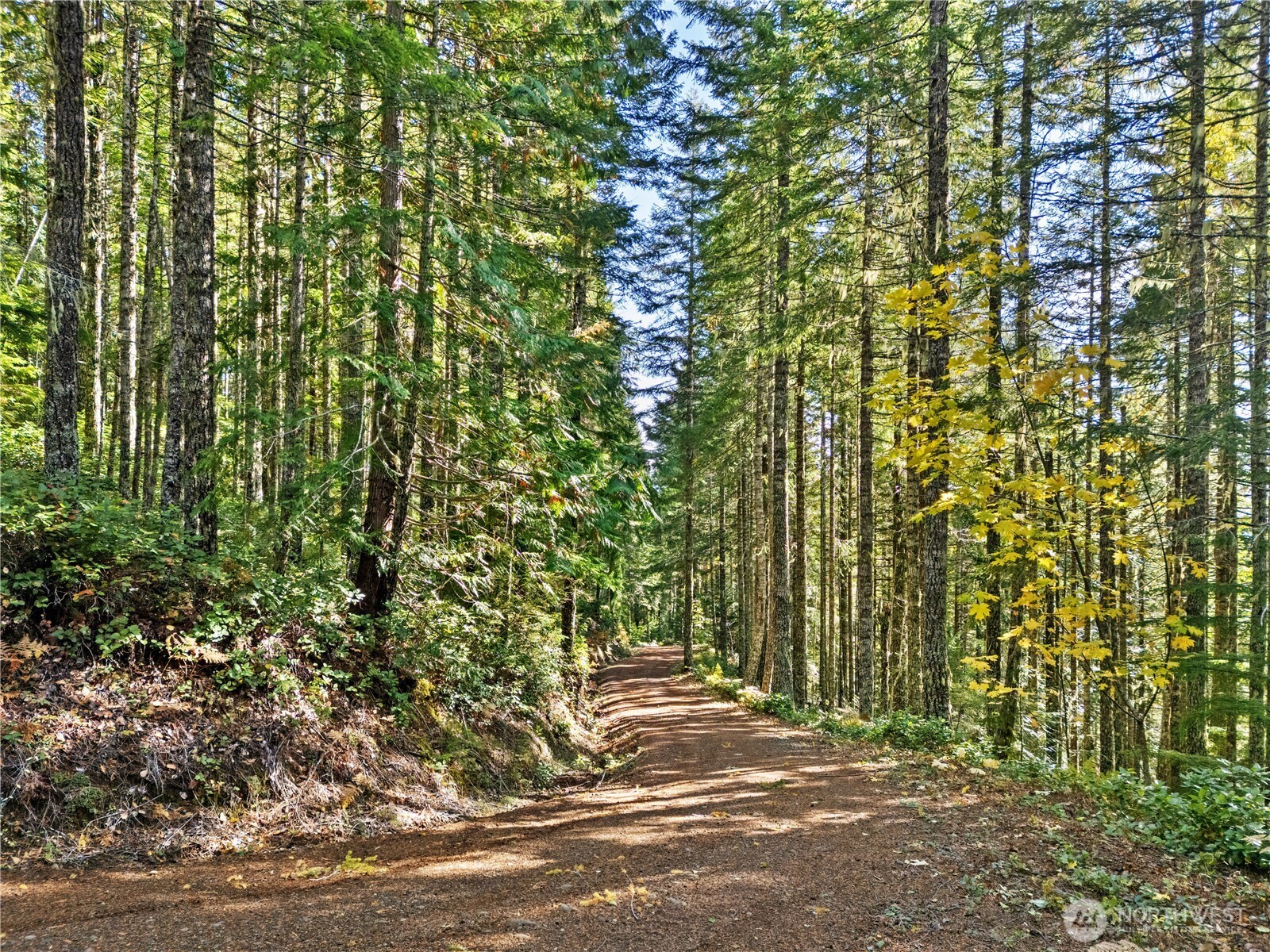 1350 North Hilltop Loop Road Hoodsport, WA 98548 - Photo 20 of 29 a view of a field with plants and trees