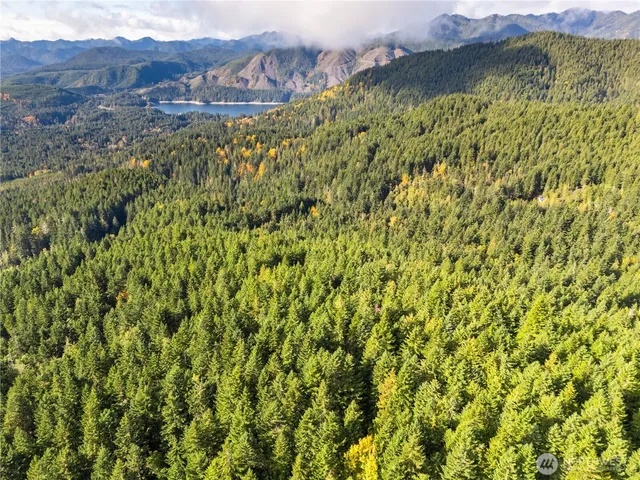 a view of a lush green forest with mountains in the background