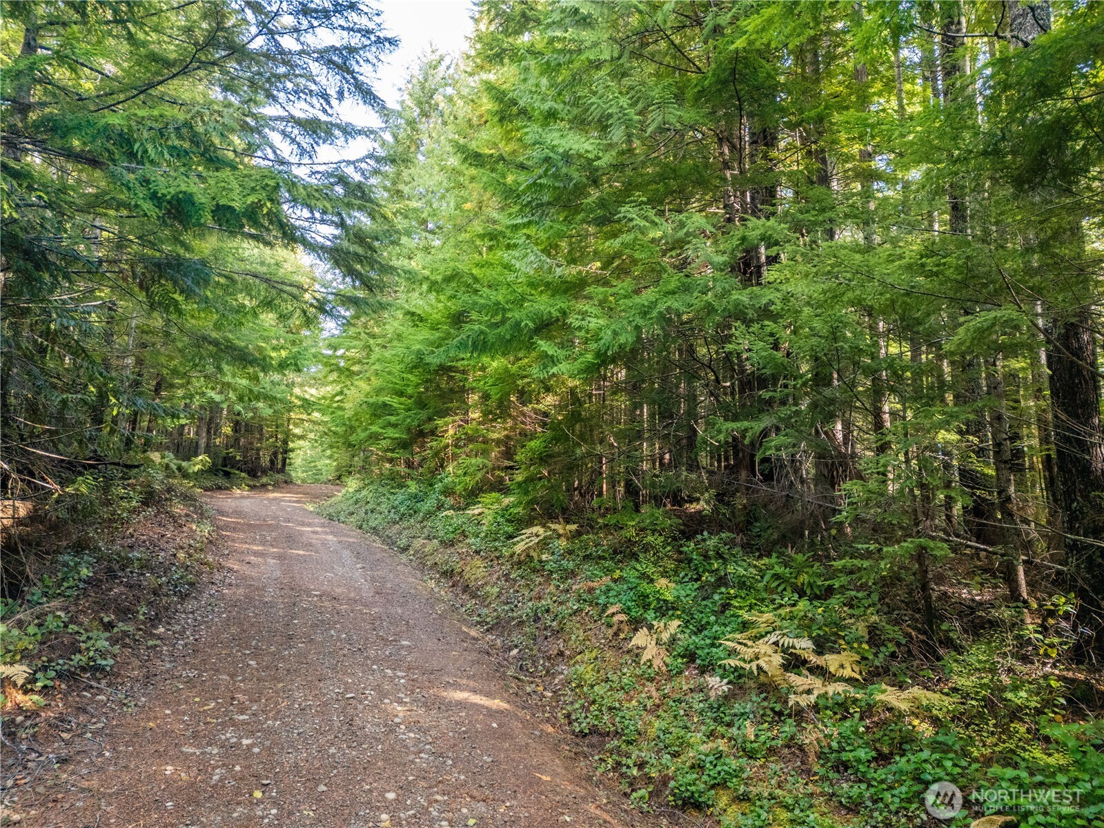 1350 North Hilltop Loop Road Hoodsport, WA 98548 - Photo 4 of 29 a view of a yard with a trees