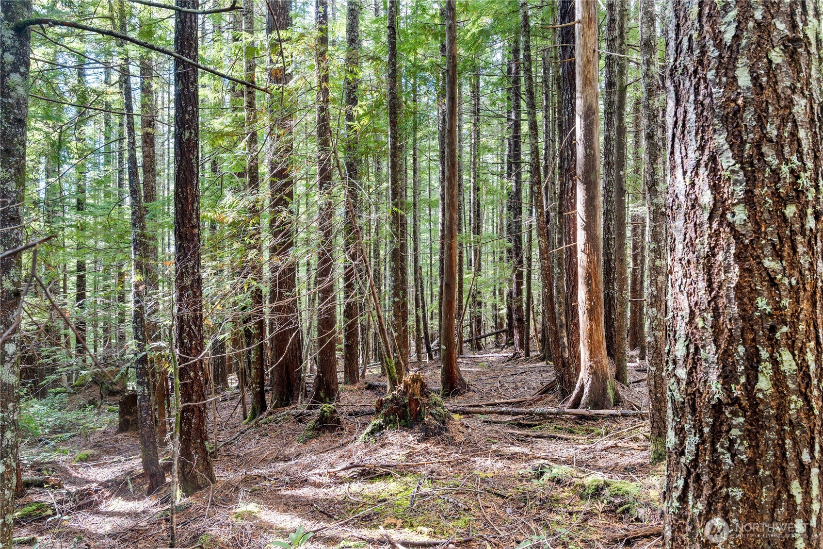 1350 North Hilltop Loop Road Hoodsport, WA 98548 - Photo 8 of 29 a view of a backyard with potted plants and large trees