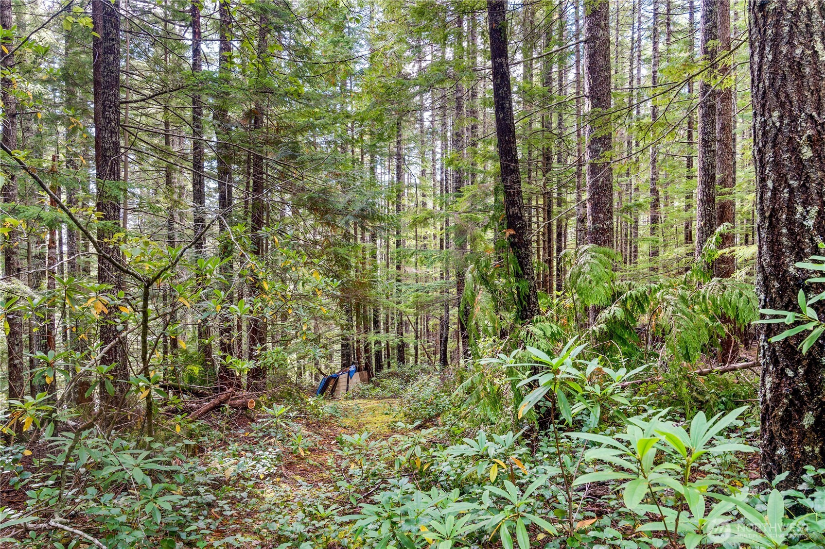 1350 North Hilltop Loop Road Hoodsport, WA 98548 - Photo 9 of 29 a view of outdoor space and garden