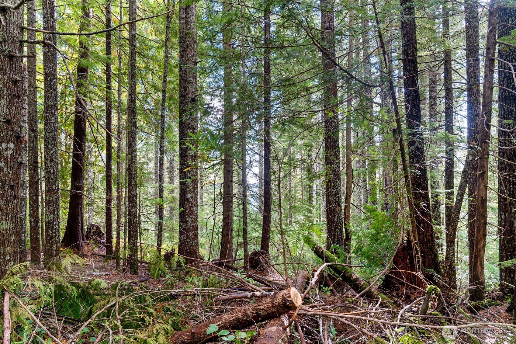 1350 North Hilltop Loop Road Hoodsport, WA 98548 - Photo 10 of 29 a garden with lots of trees