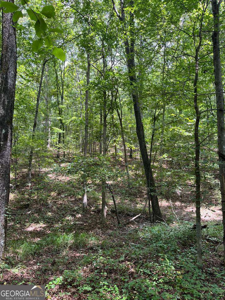 0 Buttrum Road Adairsville, GA 30103 - Photo 16 of 17 a view of a forest