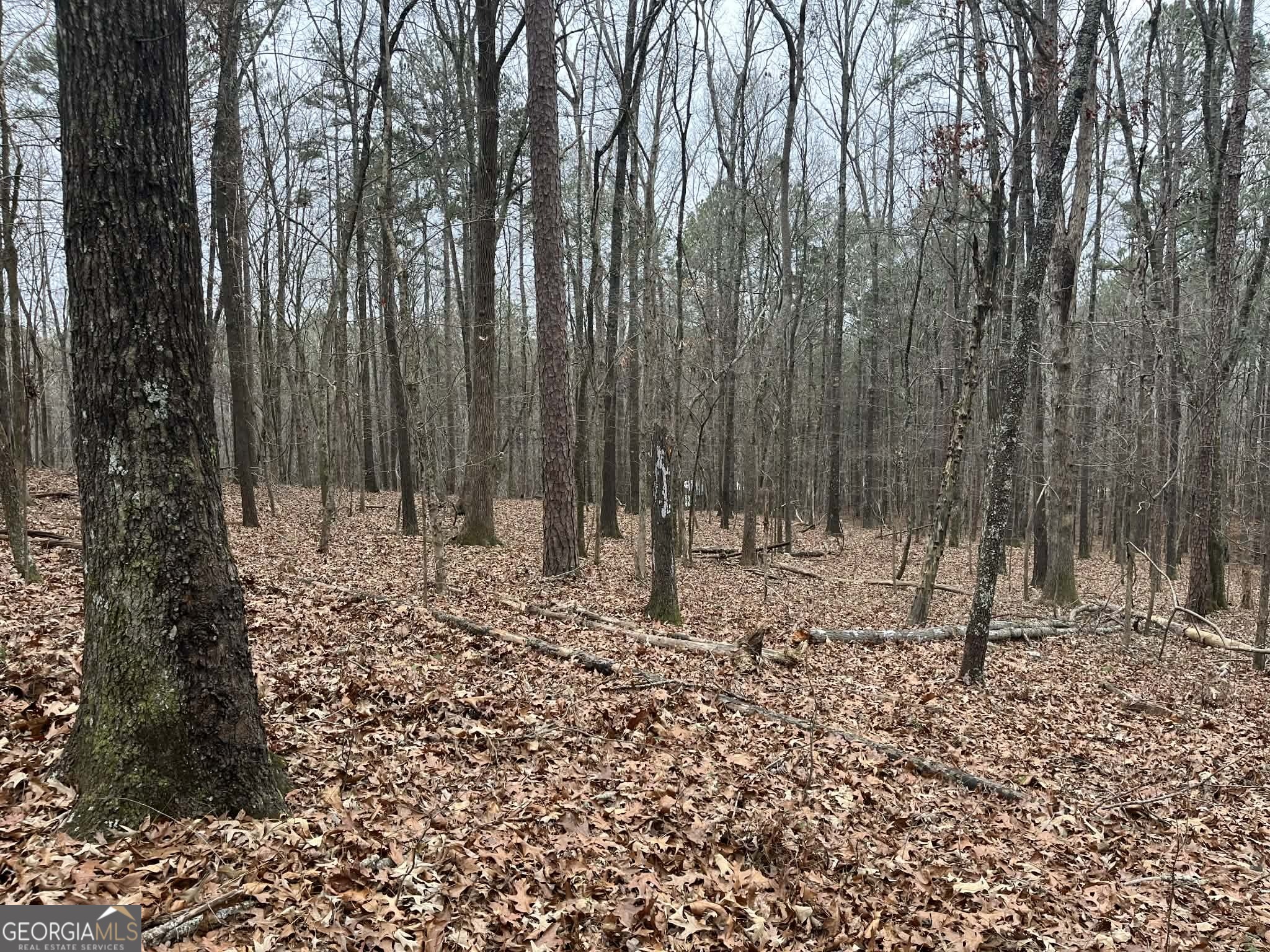 0 Buttrum Road Adairsville, GA 30103 - Photo 4 of 17 a view of a yard with trees