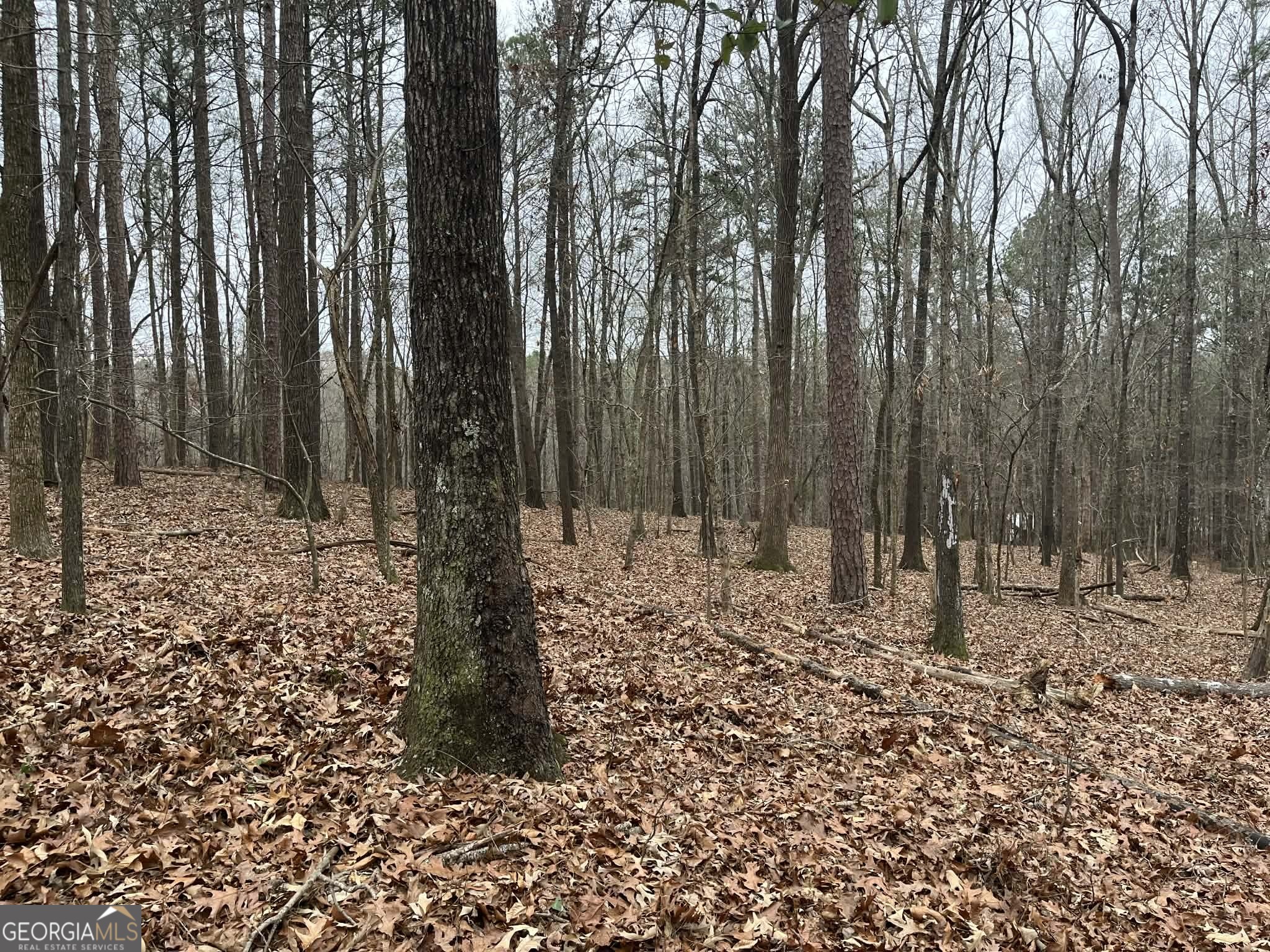 0 Buttrum Road Adairsville, GA 30103 - Photo 6 of 17 a plant is in the middle of forest