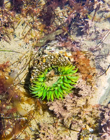 $1,069,000 | 239 Palo Alto Drive, Goleta, CA 93117