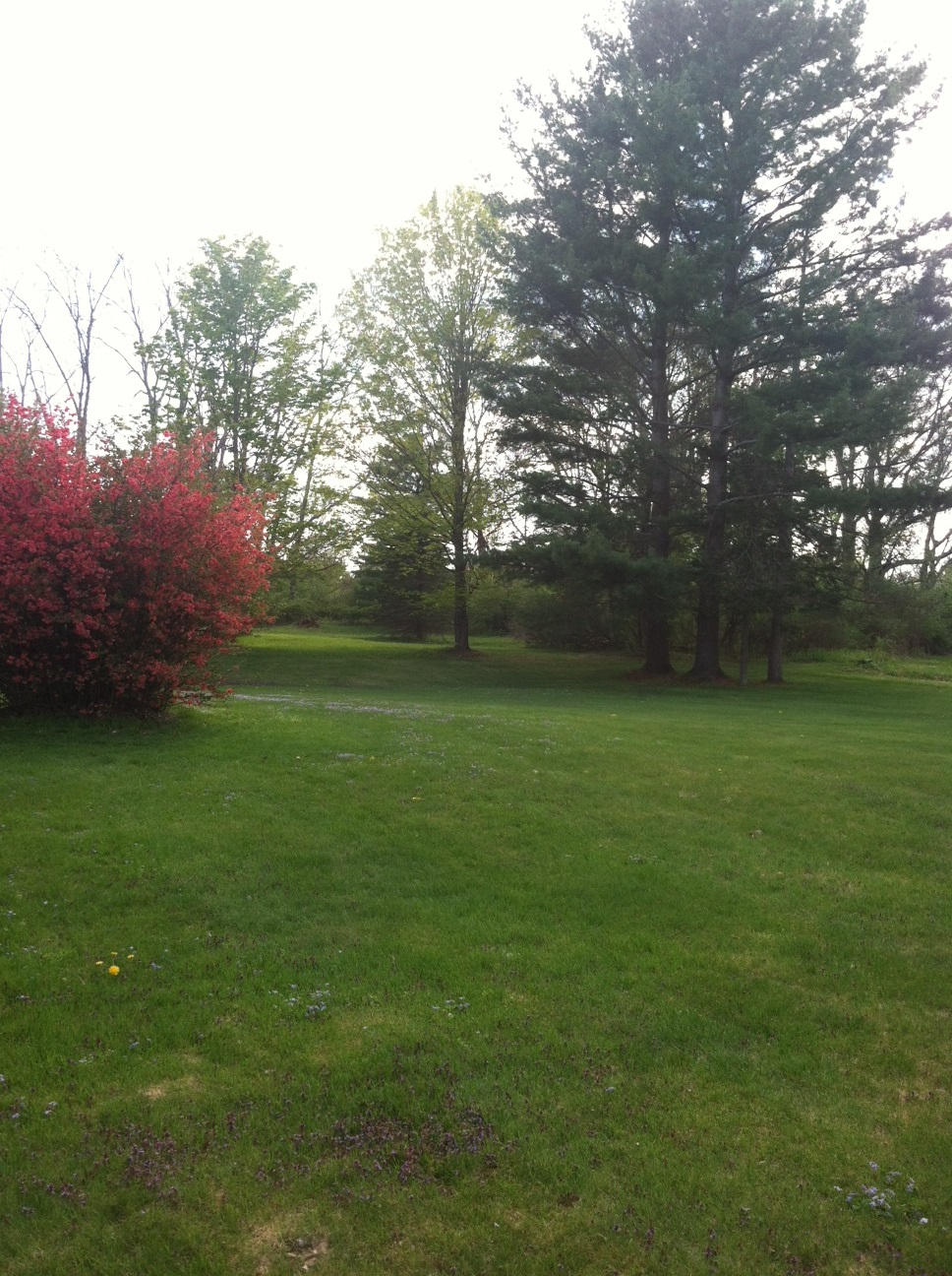 199 Luce Road Williamstown, MA 01267 - Photo 17 of 21 Yard 2