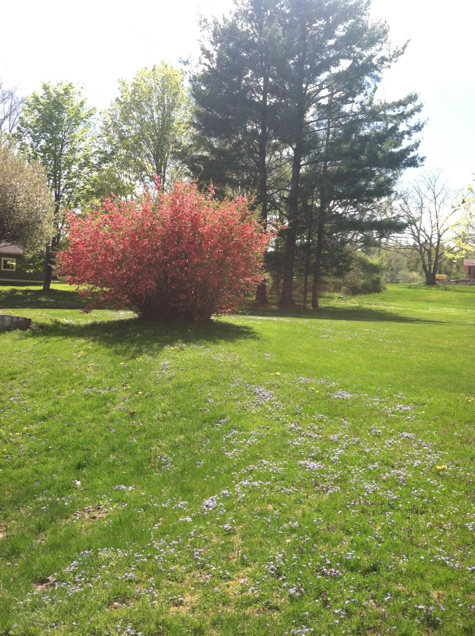 199 Luce Road Williamstown, MA 01267 - Photo 3 of 21 Yard 3