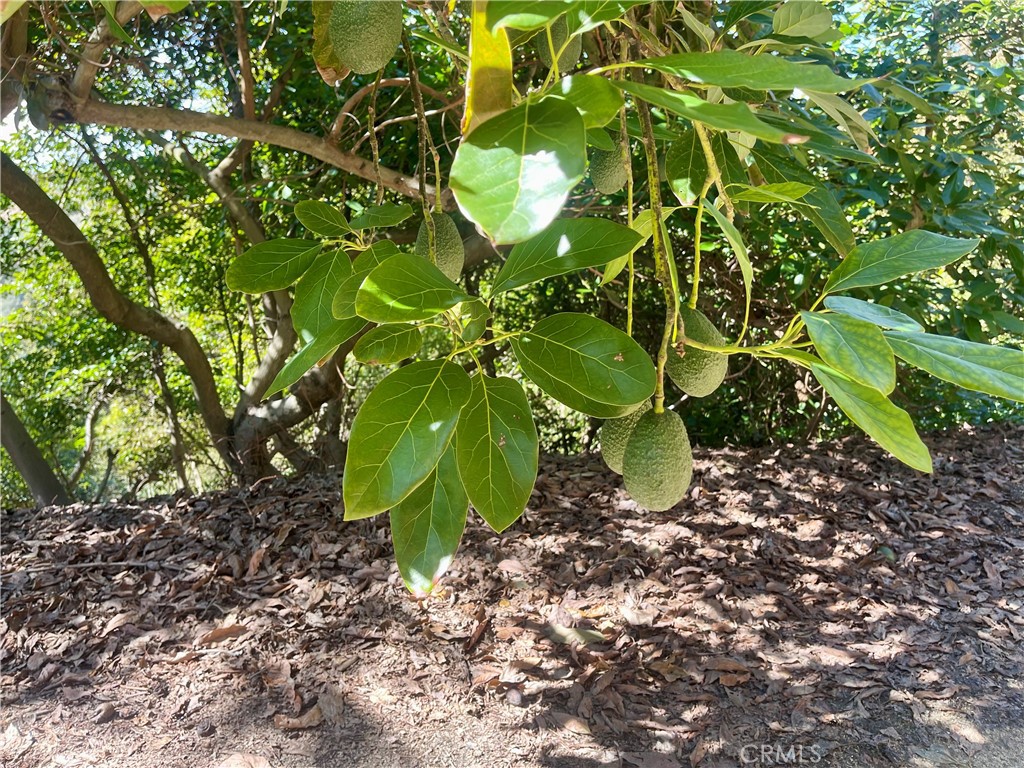 26915 Muutama Road Valley Center, CA 92082 - Photo 12 of 40 a close up of a plant