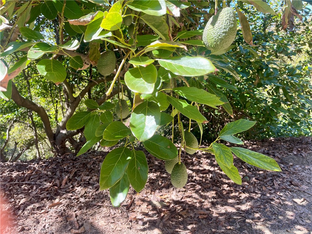 26915 Muutama Road Valley Center, CA 92082 - Photo 13 of 40 a view of a tree