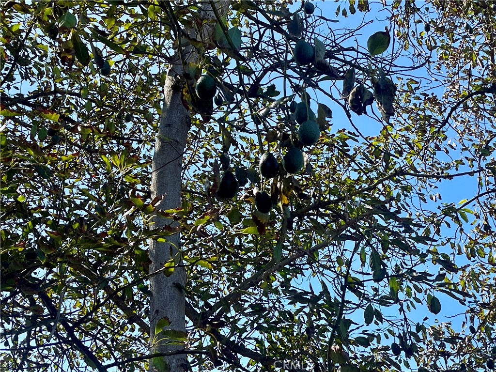 26915 Muutama Road Valley Center, CA 92082 - Photo 16 of 40 a picture of tree