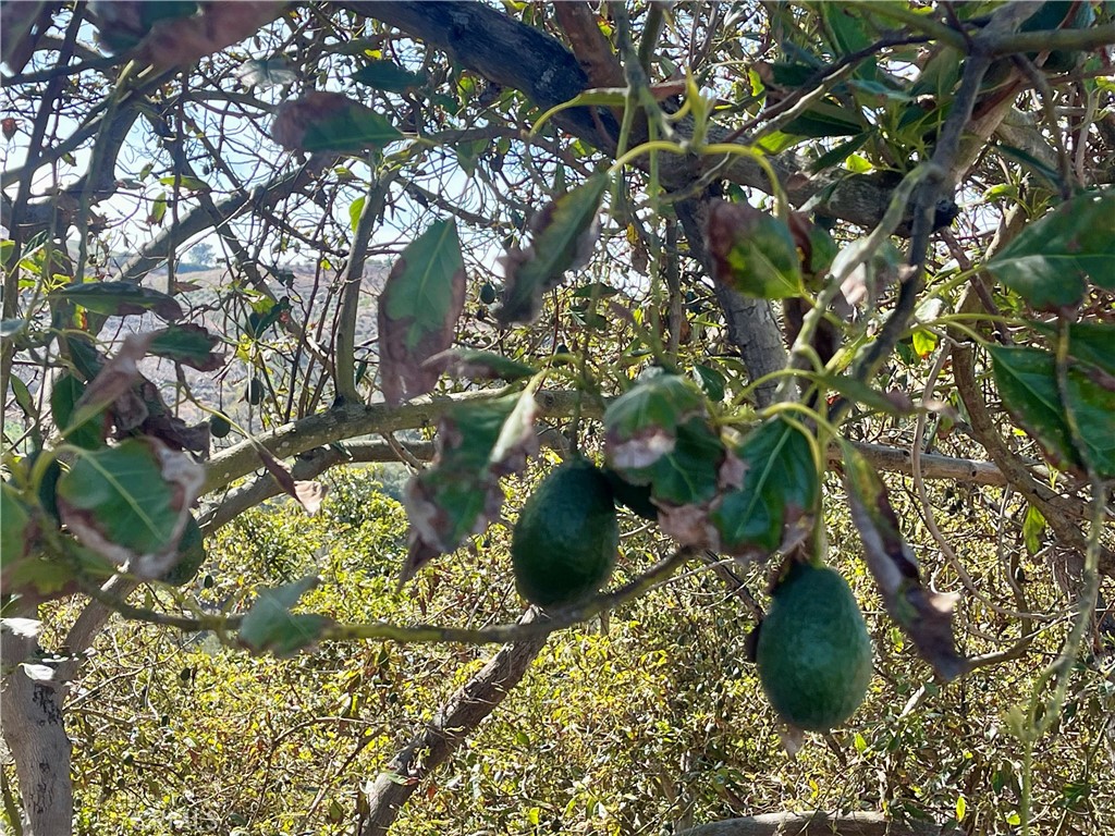 26915 Muutama Road Valley Center, CA 92082 - Photo 17 of 40 a view of a garden