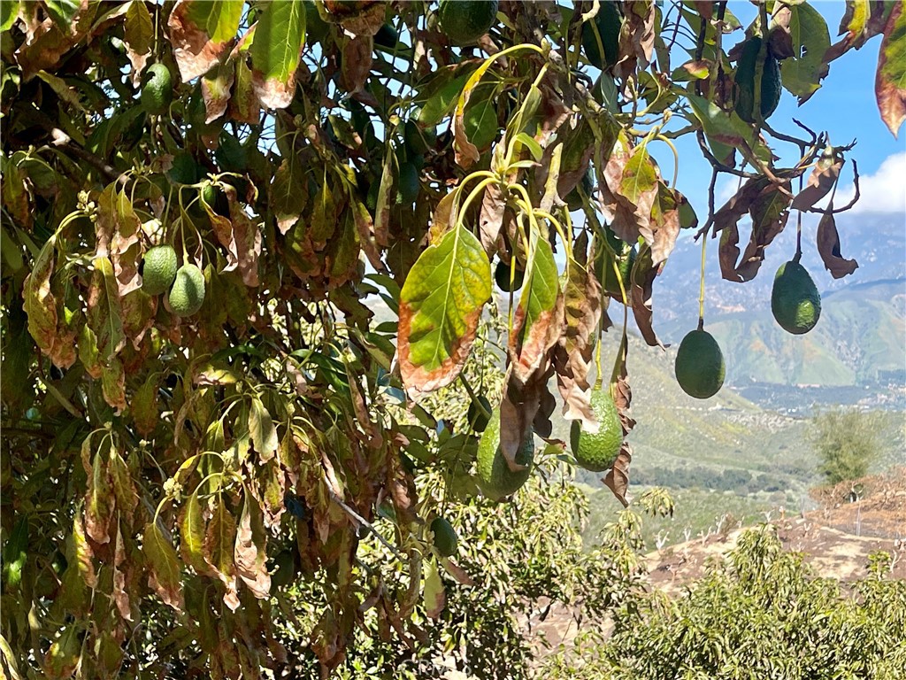 26915 Muutama Road Valley Center, CA 92082 - Photo 18 of 40 a vase of flowers sitting on a table