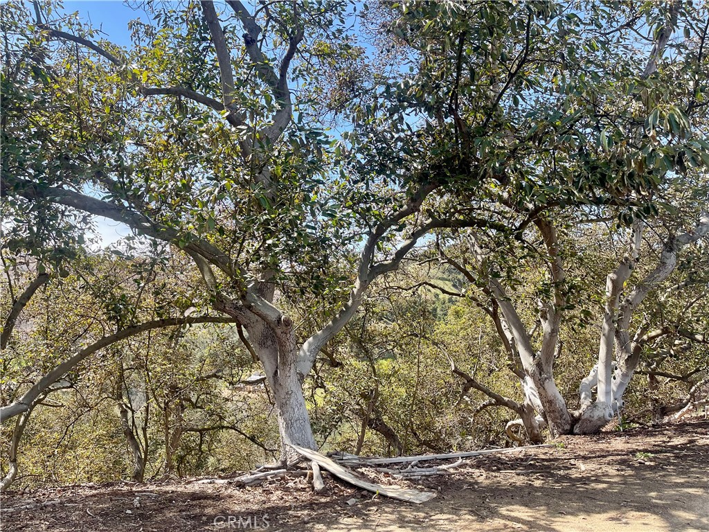 26915 Muutama Road Valley Center, CA 92082 - Photo 6 of 40 a view of a yard with large trees