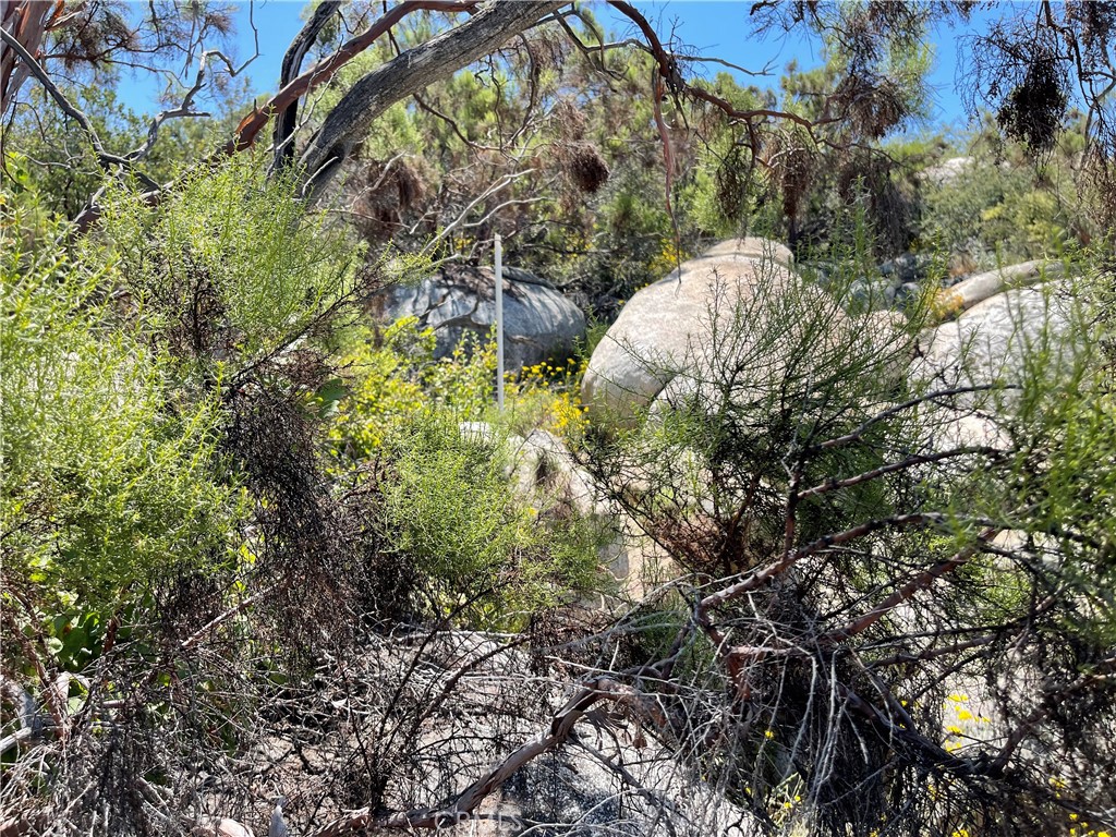0 Tanager Hemet, CA 92544 - Photo 16 of 17 a picture of plants