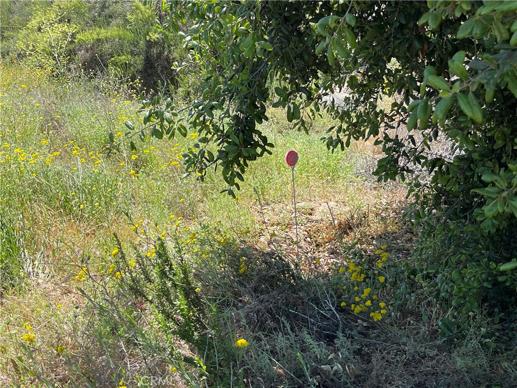 0 Tanager Hemet, CA 92544 - Photo 5 of 17 a view of a yard with plants and tree
