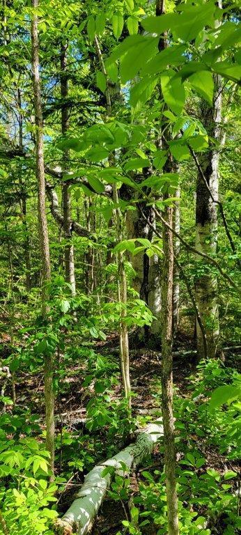 835 Gardner Creek Road Wade, ME 04786 - Photo 26 of 28 835 Gardner Creek Road (26)