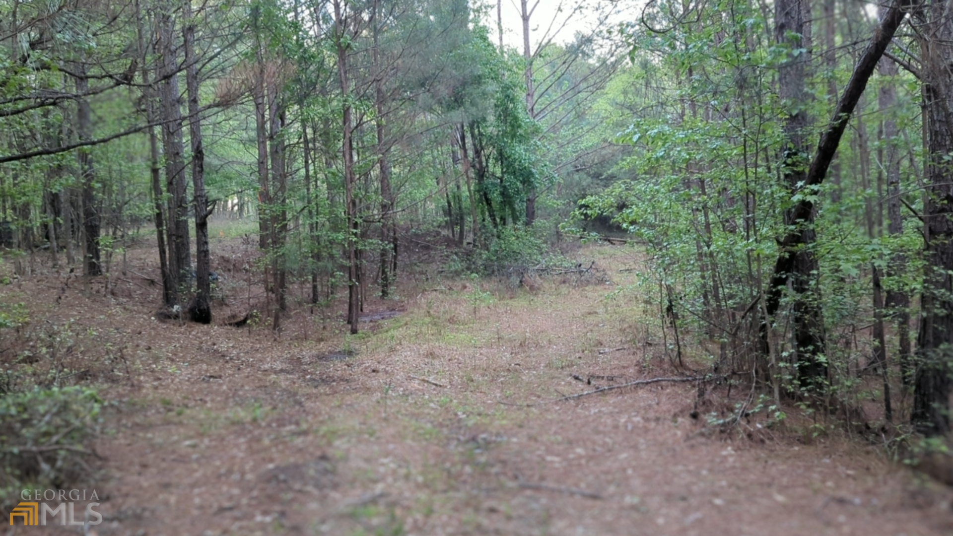 7490 Butner Road Fairburn, GA 30213 - Photo 6 of 9 a view of a forest with trees in the background