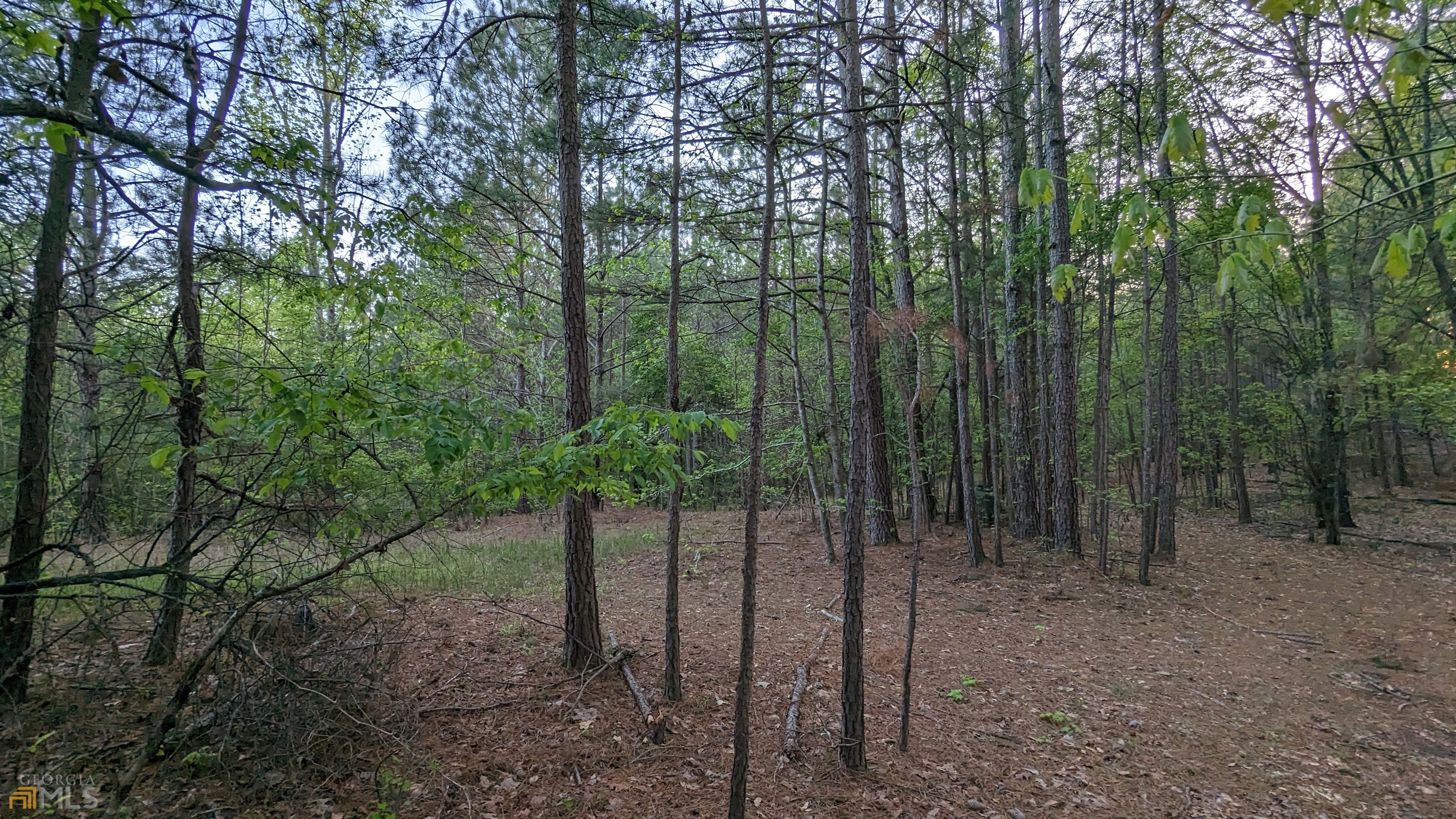 7490 Butner Road Fairburn, GA 30213 - Photo 7 of 9 a view of a forest