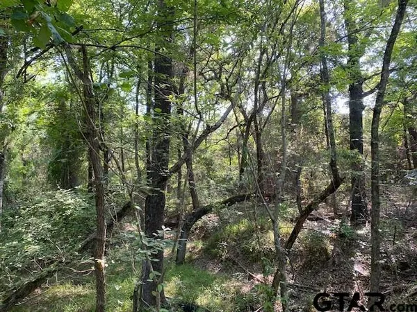 a view of forest