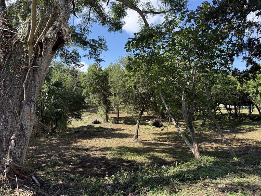 521 East Clay Avenue Brandon, FL 33510 - Photo 4 of 12 a view of a yard with plants and trees