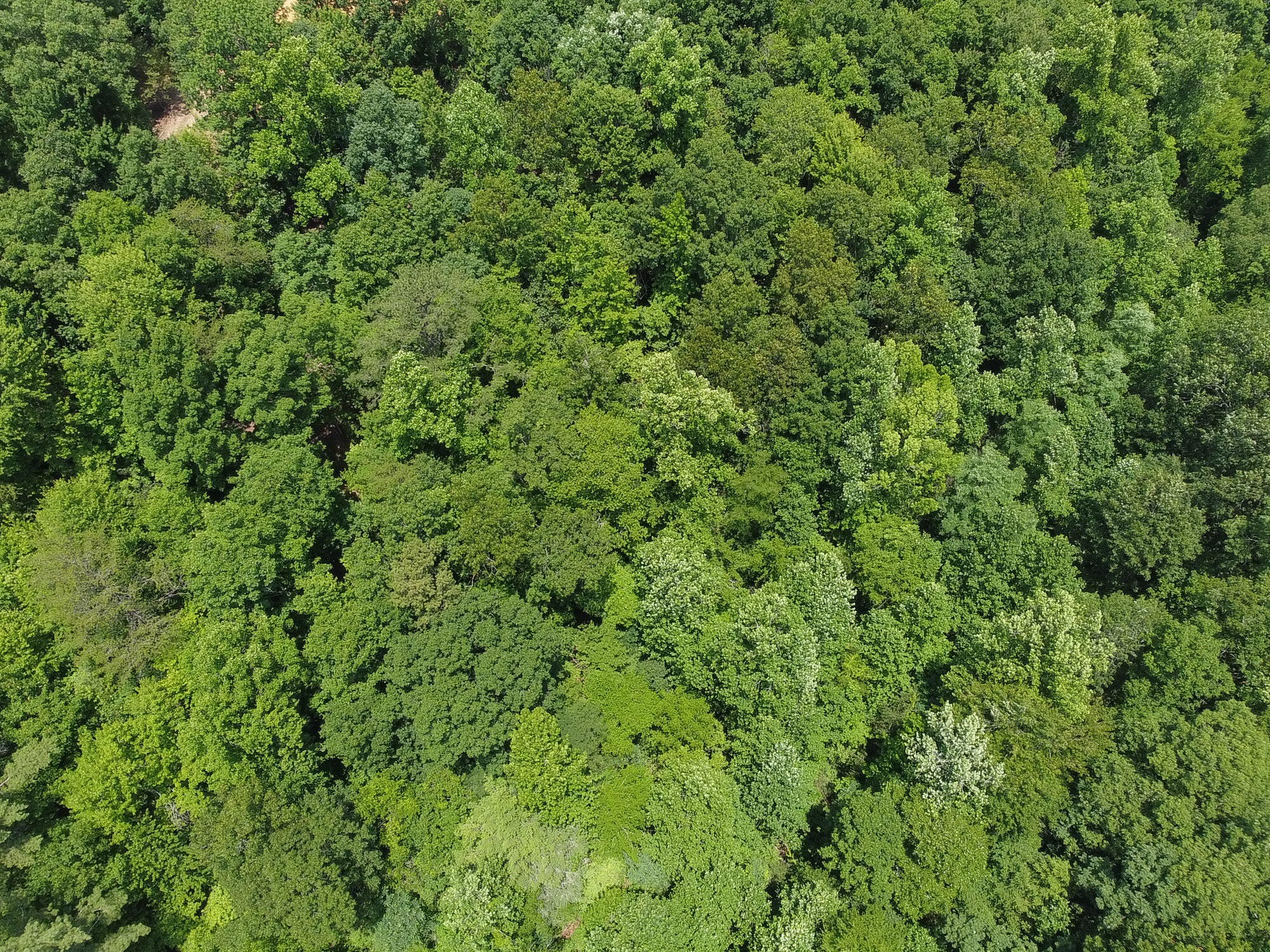 0 Wilhite Road Sevierville, TN 37876 - Photo 6 of 7 a view of a lush green forest
