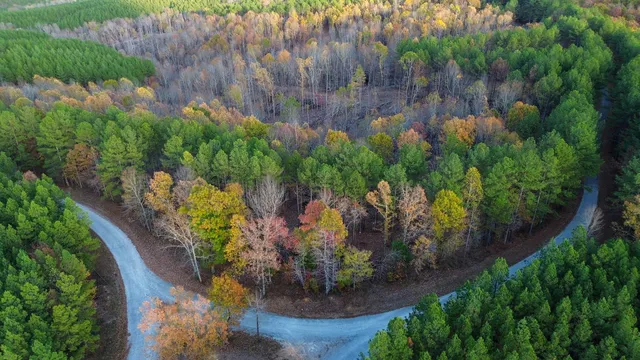 a view of a yard with plants