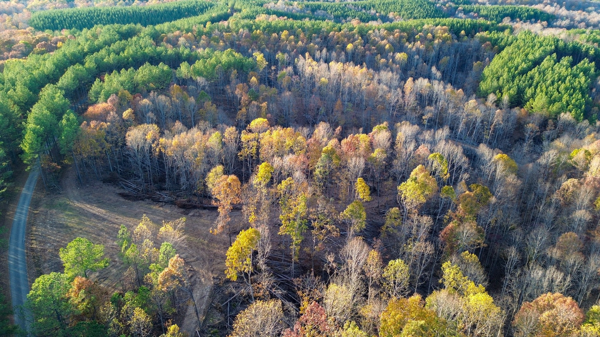 0 Sassafras Stand Ridge Road Linden, TN 37096 - Photo 2 of 5 a view of a bunch of flowers