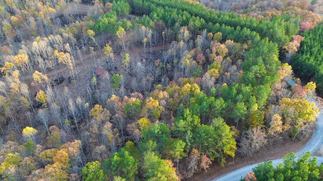 a view of a bunch of flowers