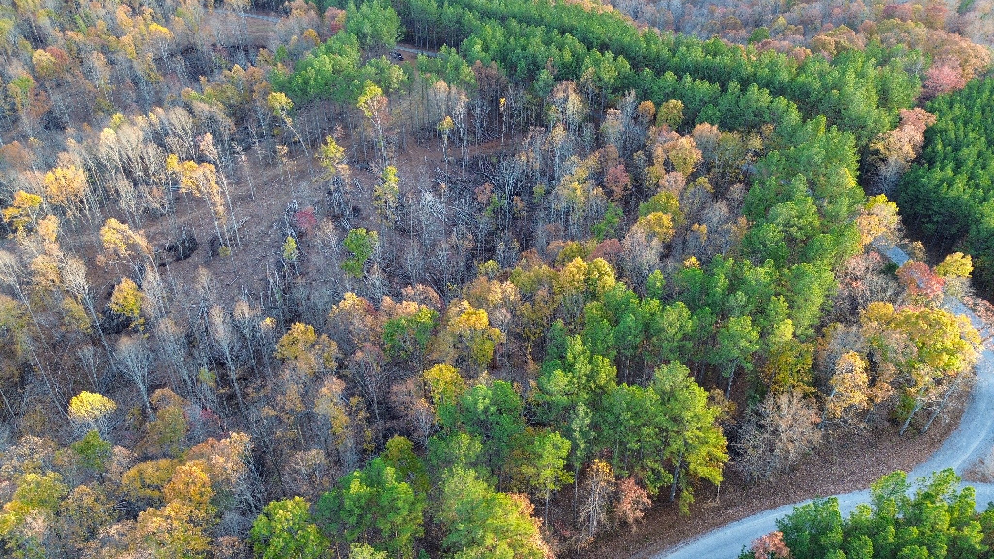 0 Sassafras Stand Ridge Road Linden, TN 37096 - Photo 3 of 5 a view of a bunch of flowers