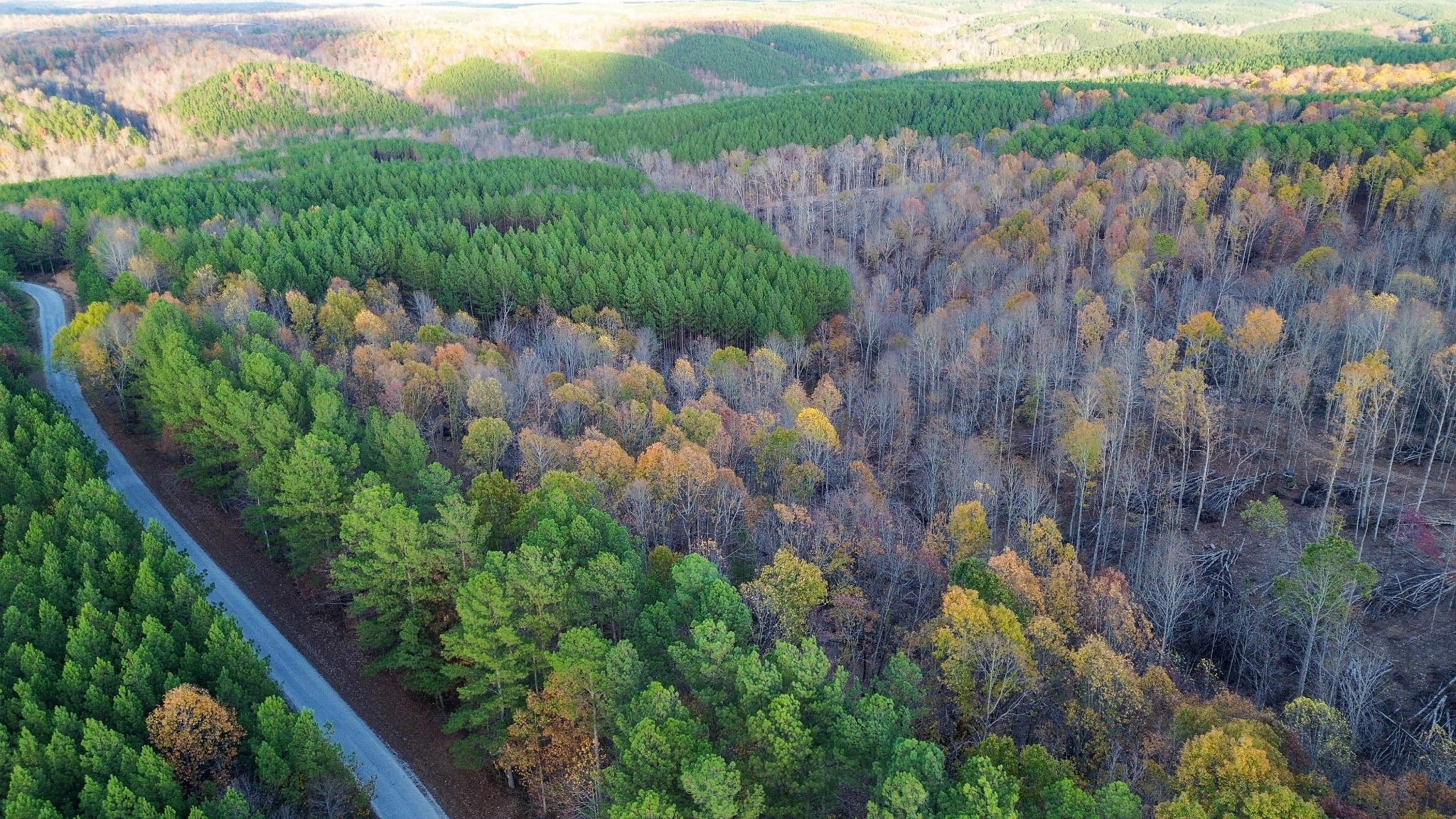 0 Sassafras Stand Ridge Road Linden, TN 37096 - Photo 4 of 5 a view of a garden with a tree