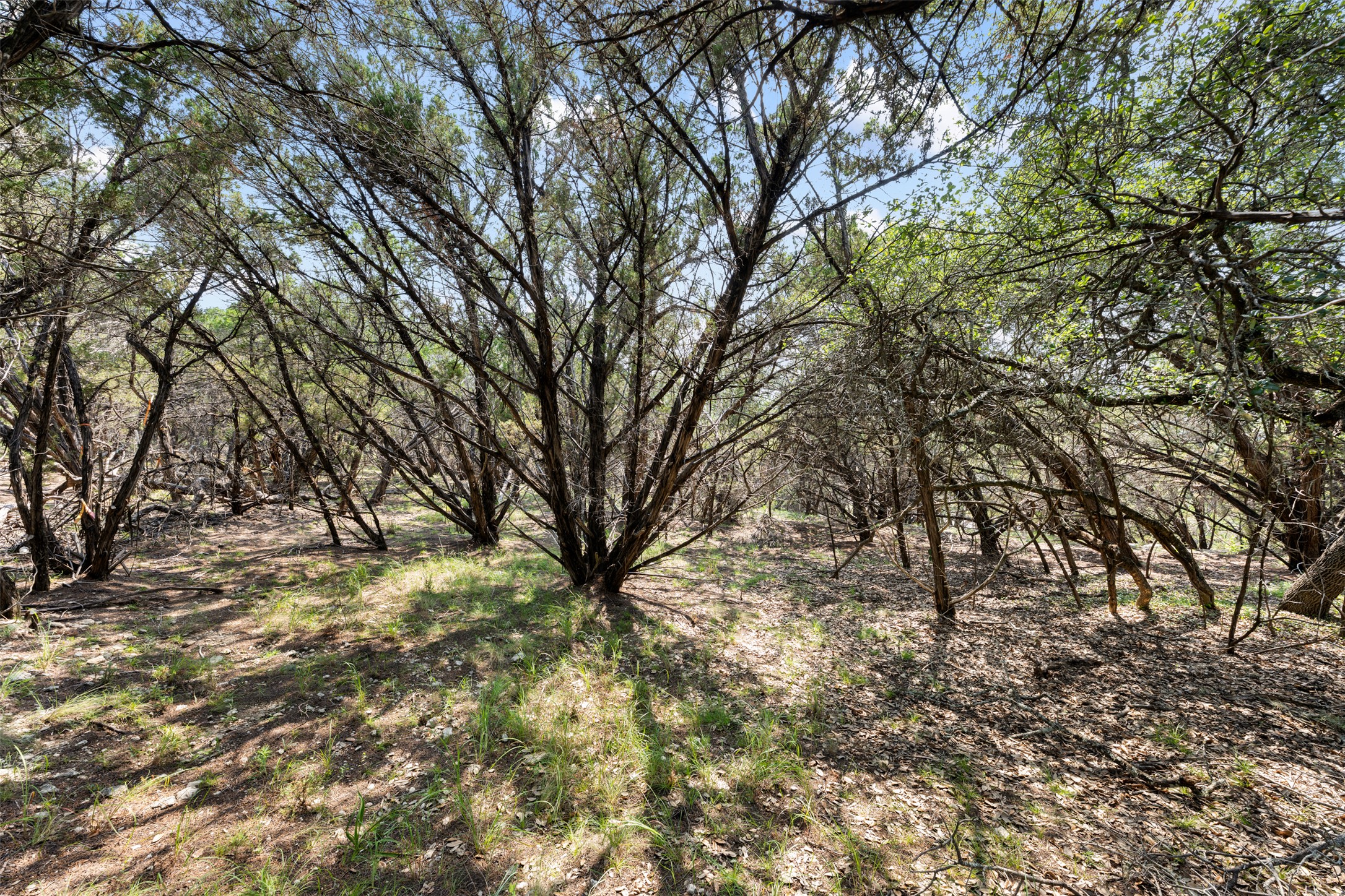 21105 Ridgeview Road Lago Vista, TX 78645 - Photo 25 of 34 A tranquil wooded lot, an ideal setting for a private retreat.