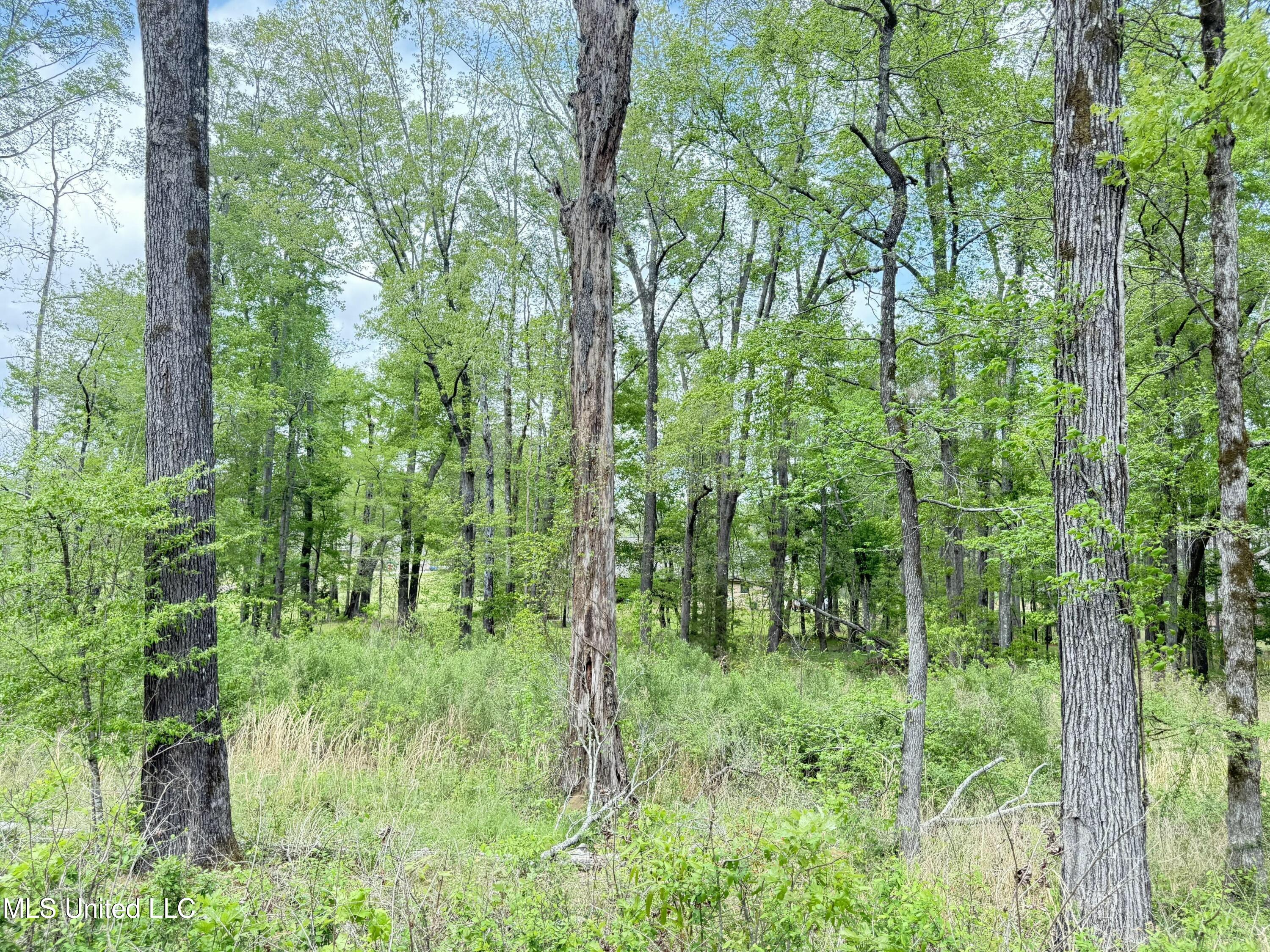 342 Bellechase Drive Clinton, MS 39056 - Photo 6 of 10 tempImageDVBjxM