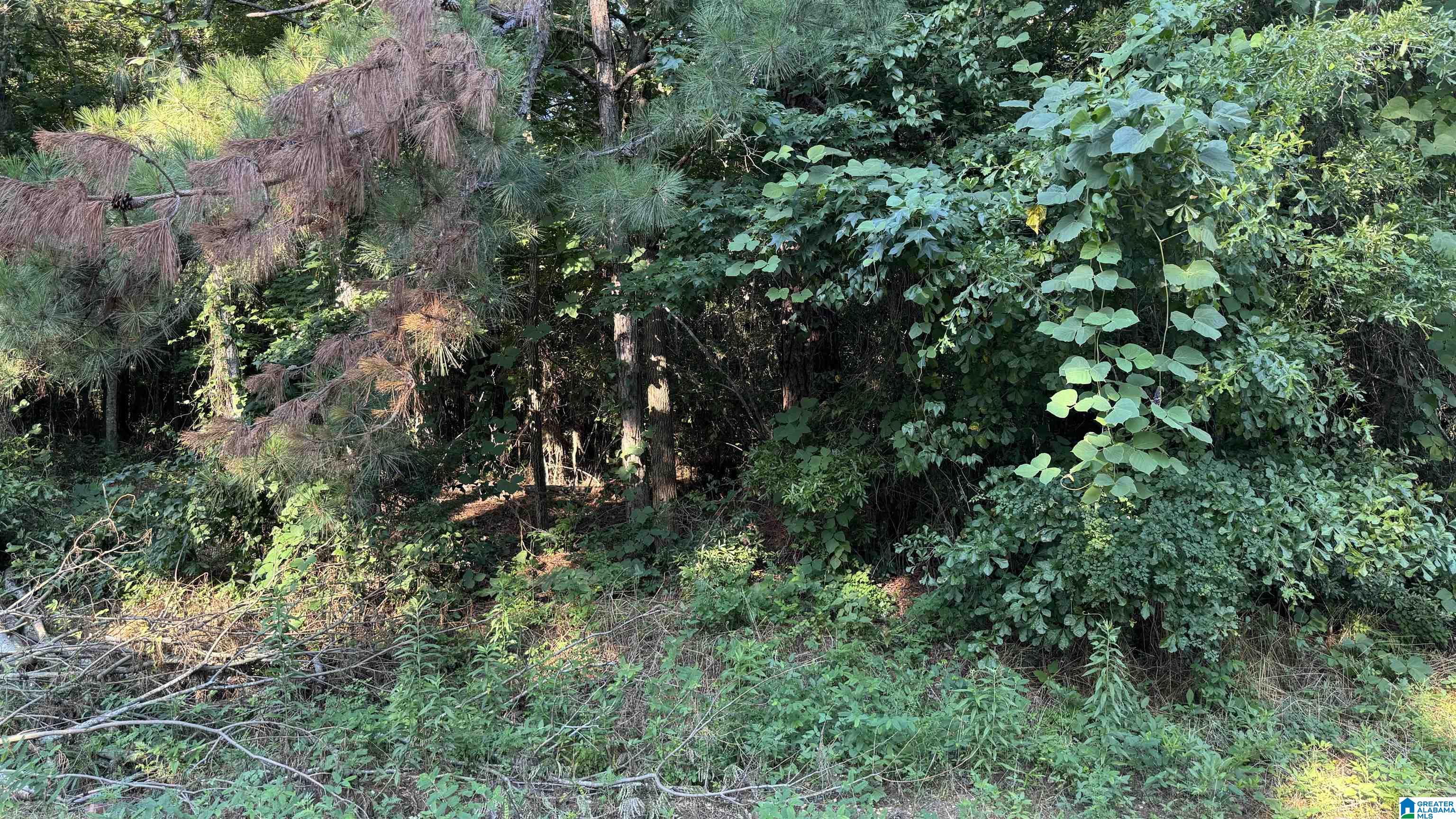 0 County Road 81, Unit 1 Tuskegee, AL 36083 - Photo 6 of 13