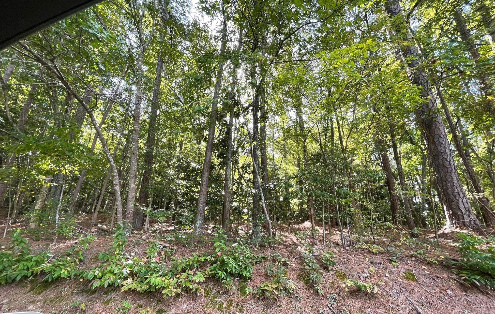 1 Kittrell Road Kittrell, NC 27544 - Photo 5 of 10 a view of a forest with trees in the background