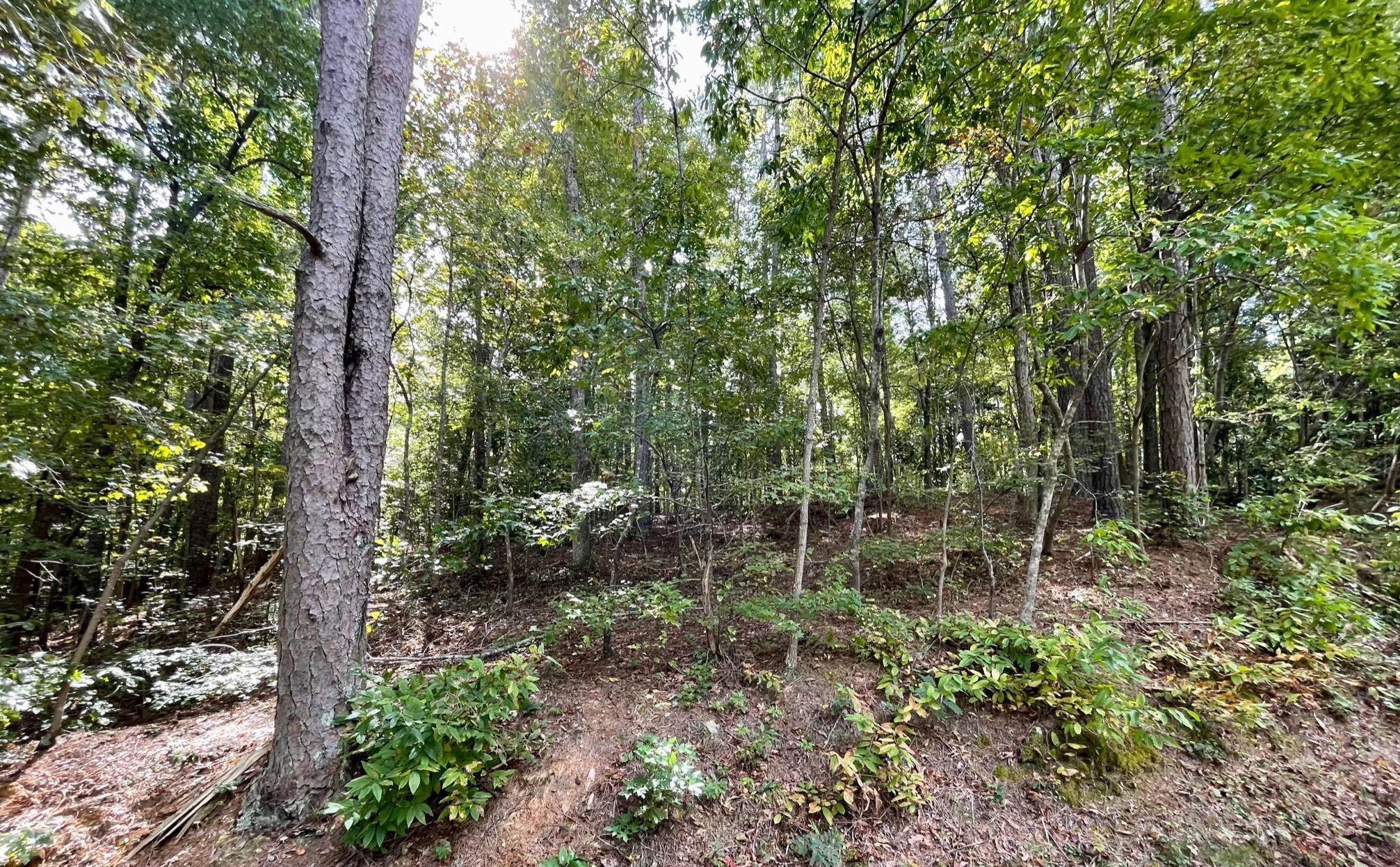 1 Kittrell Road Kittrell, NC 27544 - Photo 6 of 10 a view of forest