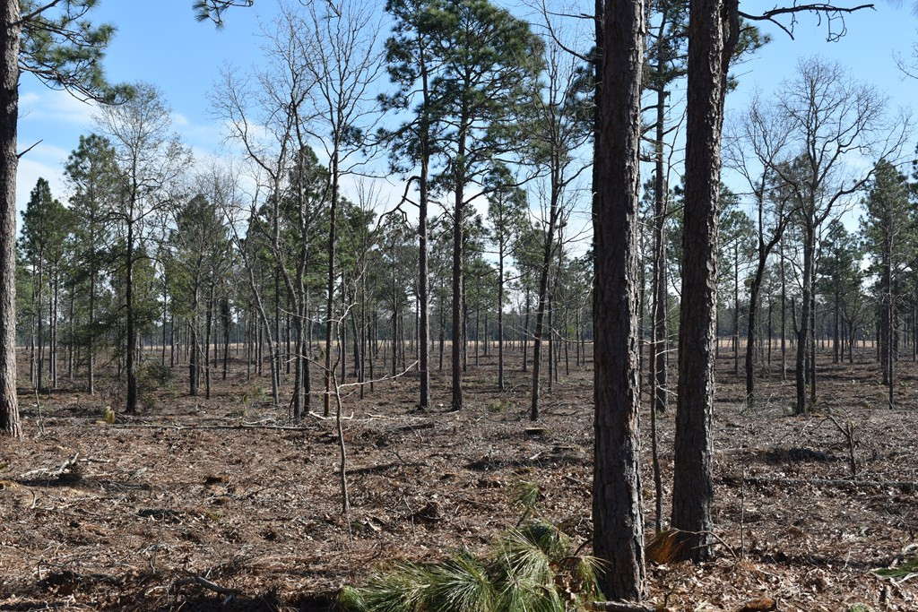 Lot 3-4) Lot 3-4) State Park Road Windsor, SC 29856 - Photo 5 of 8