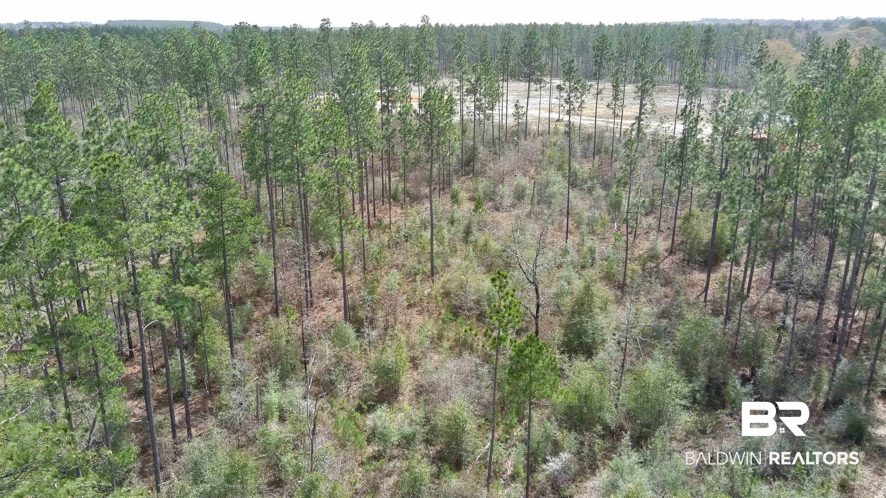 0 Paul Road Bay Minette, AL 36507 - Photo 16 of 19 View of Woods behind cleared 5 Acres