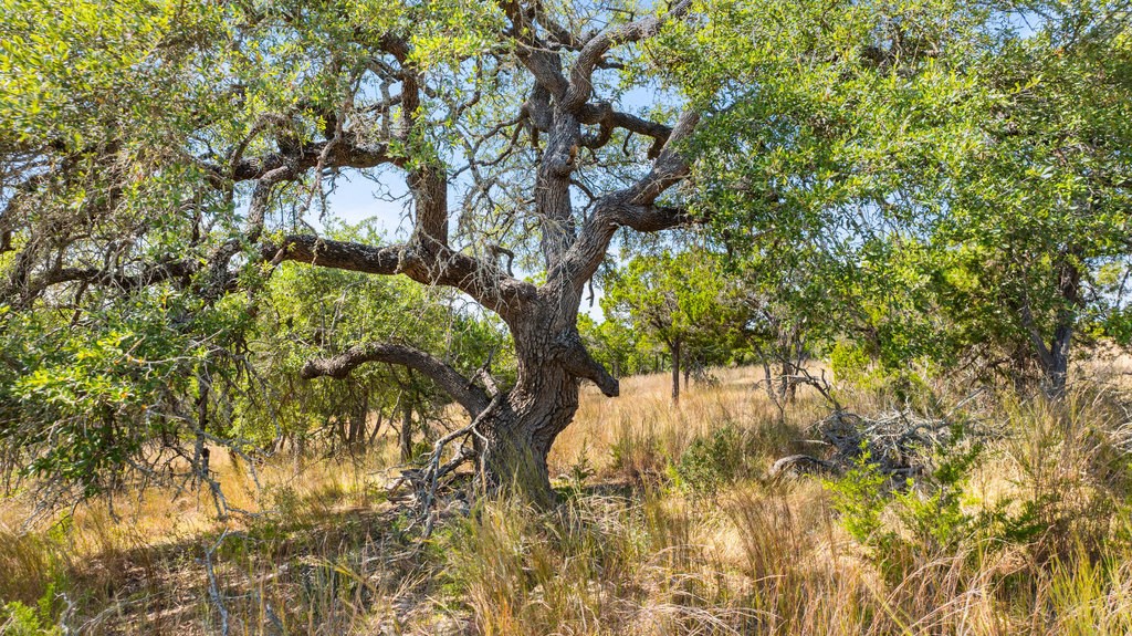 5818 Ranch Road, Unit 2 Blanco, TX 78606 - Photo 9 of 31
