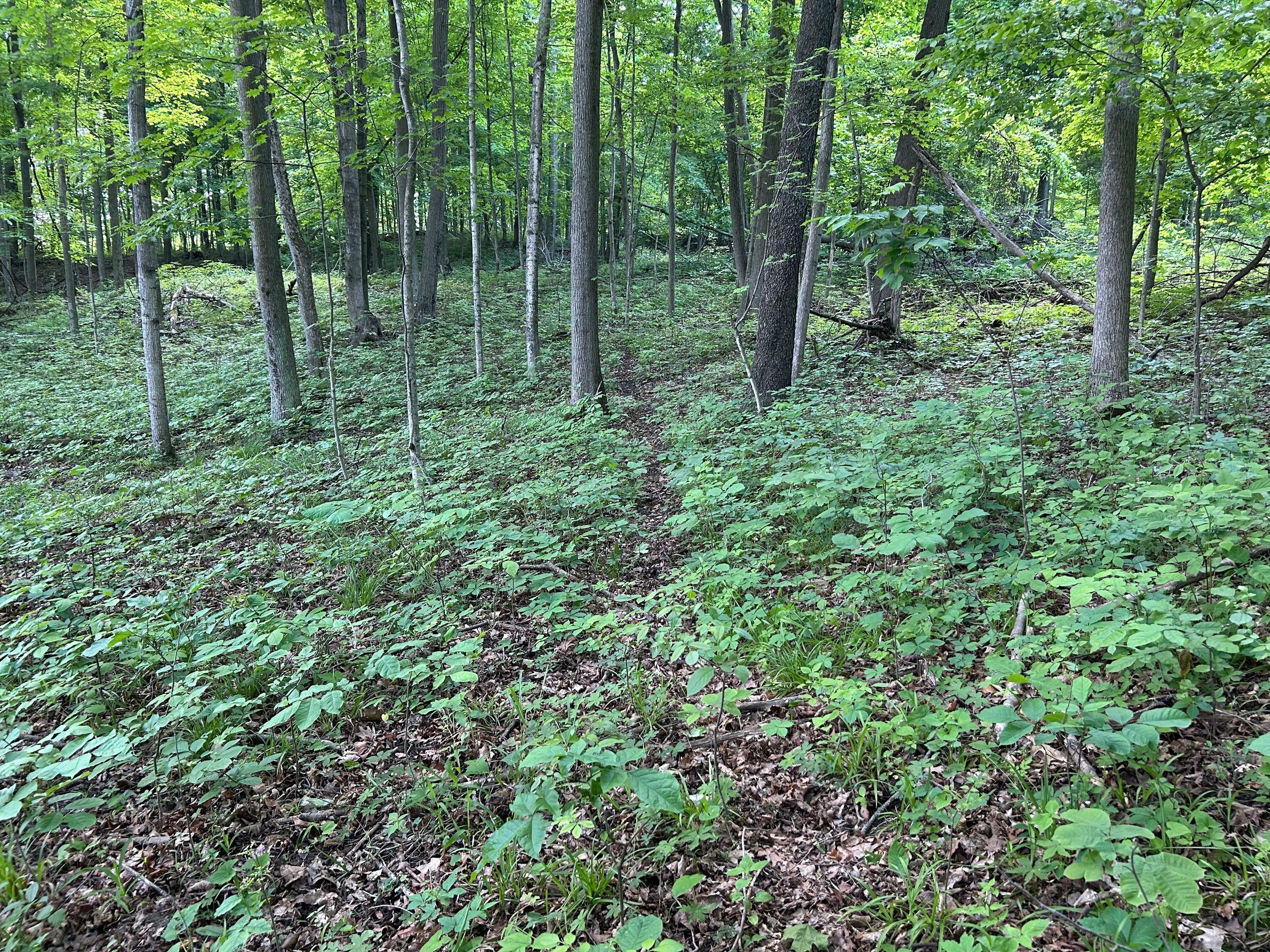 15300 Rome Road Manitou Beach, MI 49253 - Photo 16 of 59 IMG_2957