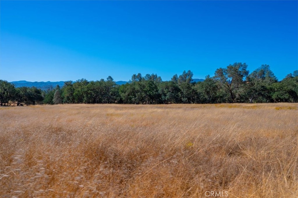 0 Nacimiento Shores Road Bradley, CA 93426 - Photo 41 of 60 a view of a field with trees in the background